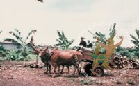 ប្រភពរូបថត៖ ហ្គូណា ប៊ឺកស្ត្រម (ខែសីហា ឆ្នាំ១៩៧៨)/បណ្ណសារមជ្ឈមណ្ឌលឯកសារកម្ពុជា