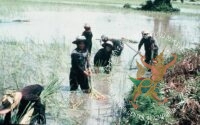 ប្រភពរូបថត៖ ហ្គូណា ប៊ឺកស្ត្រម (ខែសីហា ឆ្នាំ១៩៧៨)/បណ្ណសារមជ្ឈមណ្ឌលឯកសារកម្ពុជា
